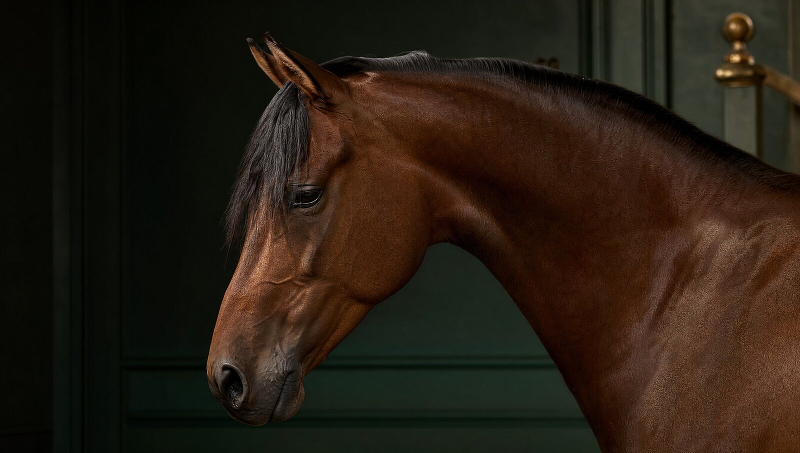 Elegant bay Irish horse, head and powerful neck in soft directional light